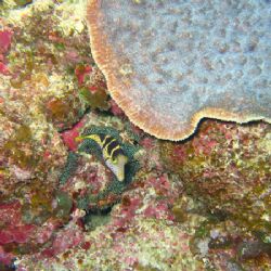 a shot taken along the reef of the lagoon of New Caledonia by Christophe Maes 